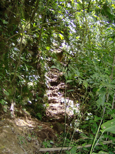 rich rainforest trail